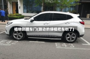 植物刮蹭车门(路边的绿植把车划了)