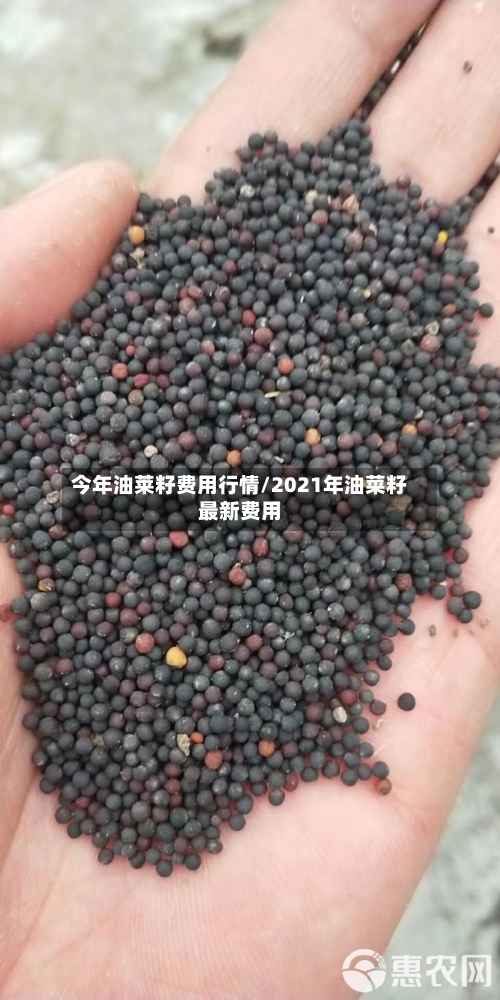 今年油莱籽费用行情/2021年油菜籽最新费用-第2张图片