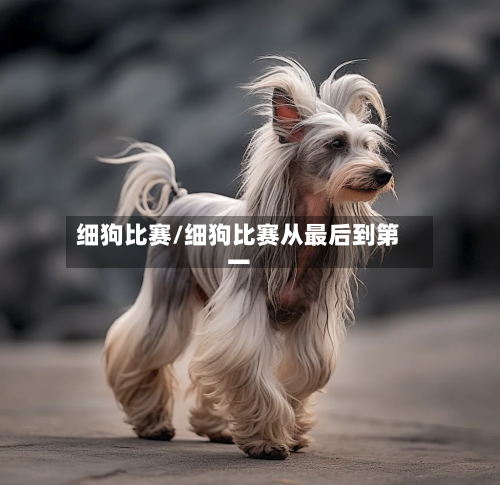 细狗比赛/细狗比赛从最后到第一-第1张图片