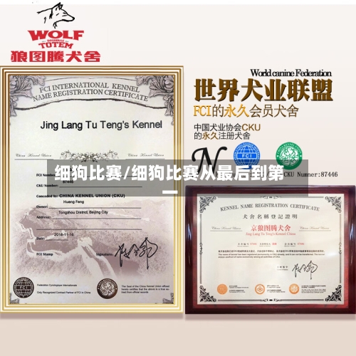 细狗比赛/细狗比赛从最后到第一-第2张图片