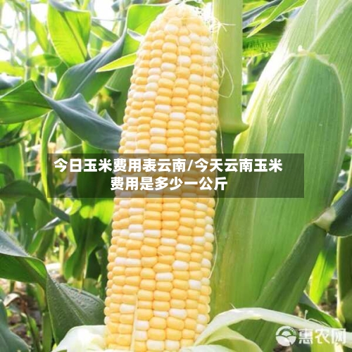 今日玉米费用表云南/今天云南玉米费用是多少一公斤-第1张图片