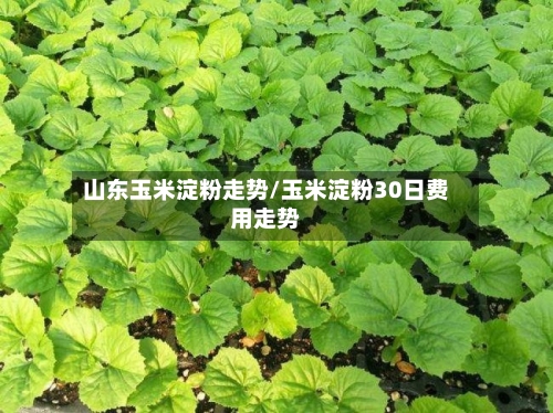 山东玉米淀粉走势/玉米淀粉30日费用走势-第1张图片