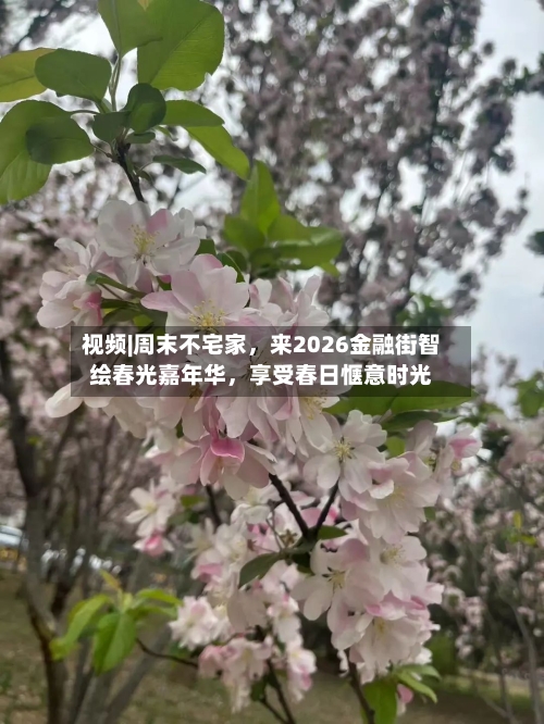 视频|周末不宅家，来2026金融街智绘春光嘉年华	，享受春日惬意时光-第3张图片