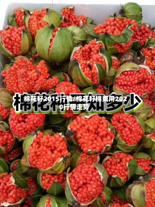 棉花籽2015行情/棉花籽棉费用2020行情走势-第3张图片