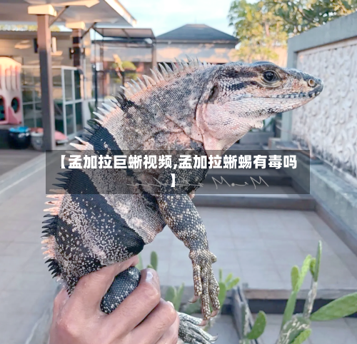 【孟加拉巨蜥视频,孟加拉蜥蜴有毒吗】-第3张图片