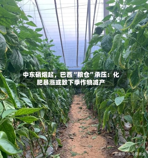 中东硝烟起	，巴西“粮仓”承压：化肥暴涨或致下季作物减产-第3张图片