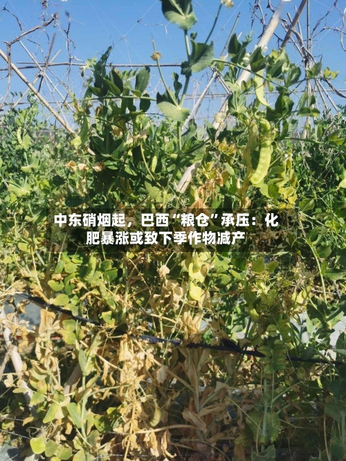 中东硝烟起，巴西“粮仓”承压：化肥暴涨或致下季作物减产-第2张图片