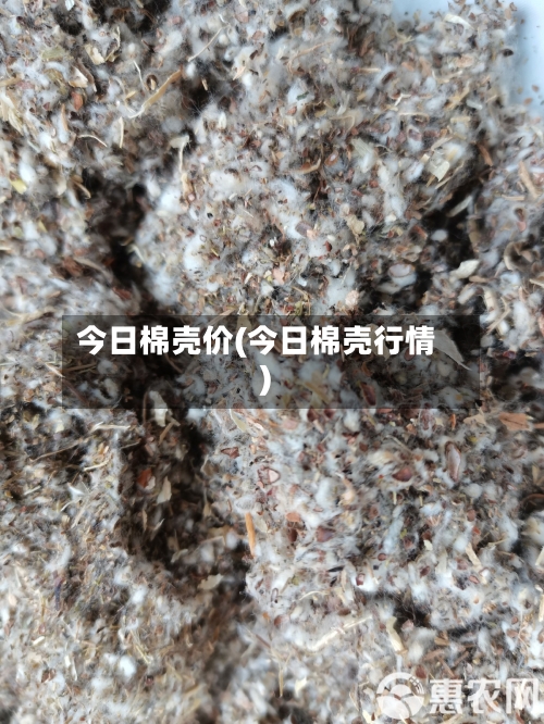 今日棉壳价(今日棉壳行情)-第1张图片