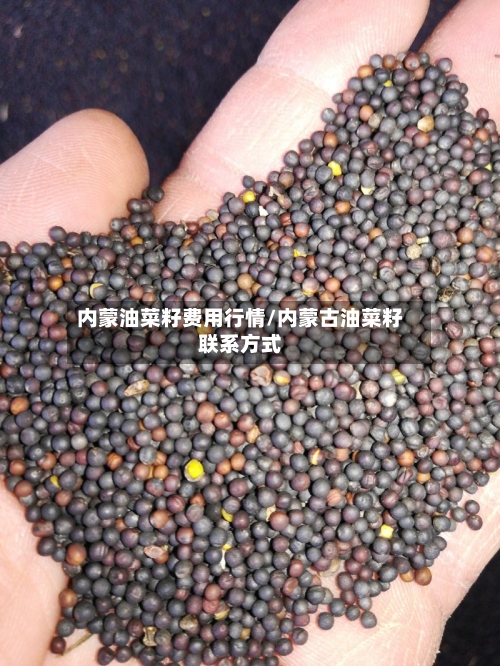 内蒙油菜籽费用行情/内蒙古油菜籽联系方式-第2张图片