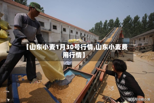 【山东小麦1月30号行情,山东小麦费用行情】-第2张图片