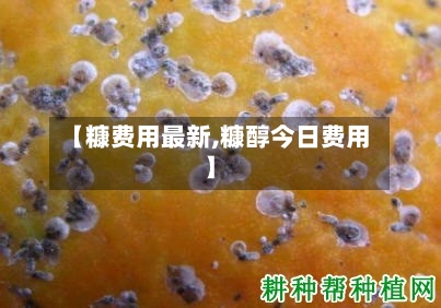 【糠费用最新,糠醇今日费用】-第1张图片